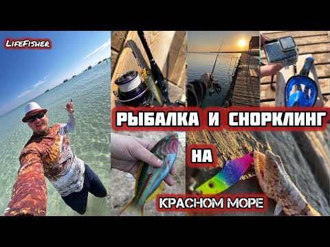 Видео: Рыбалка на Красном Море! На Что и Кого Ловить в Хургаде? snorkeling in the Red Sea.