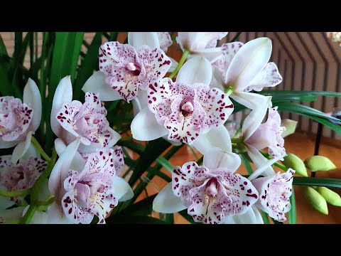 Видео: Зацвел цимбидиум пелорик. Очень красивый, но пересортица.