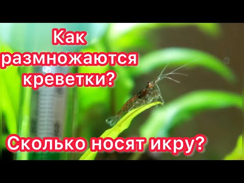 Видео: КАК РАЗМНОЖАЮТСЯ КРЕВЕТКИ || ЦИКЛ ОТ ИКРИНКИ ДО КРЕВЕТКИ🥚🦐