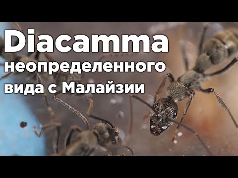 Видео: НЕОПРЕДЕЛЕННЫЙ ВИД Diacamm с Малайзии - Обзор муравьев!