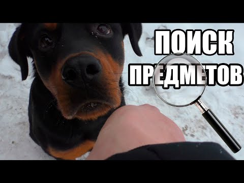 Видео: Как научить команду ищи. Ротвейлер