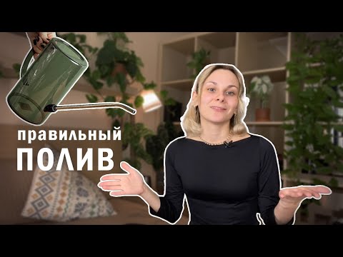 Видео: Как поливать растения ПРАВИЛЬНО? Как понять, что цветок пора полить? Рассказываю все о поливе