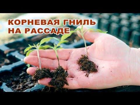 Видео: КОРНЕВЫЕ ГНИЛИ НА РАССАДЕ