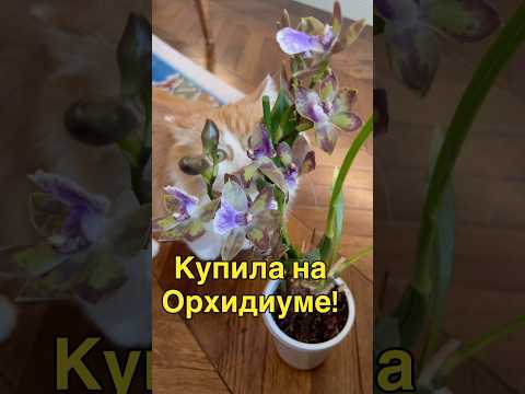 Видео: #данапротасова #orchid #orchideenpflege #orchideen #орхидеи #зигопеталлум #орхидиум