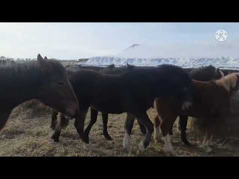 Видео: Продажа лошадей г. Заринск