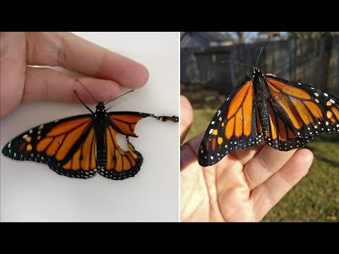 Видео: Когда девушка нашла эту бабочку со сломанным крылом, то пришла к самому вдохновляющему решению!