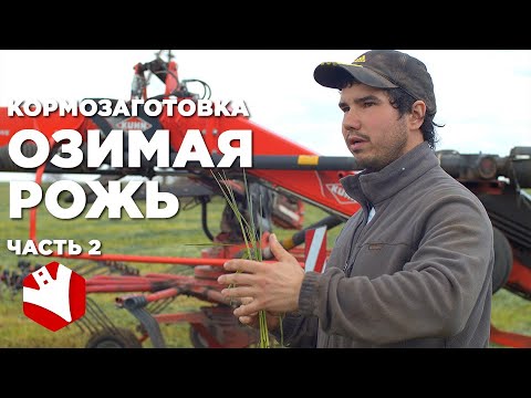 Видео: Кормозаготовка| Озимая рожь | КФХ Герефорд