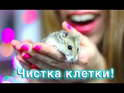 Видео: ХОМЯК СБЕЖАЛ - ЧТО-ТО ПОШЛО НЕ ТАК!!! - ЧИСТКА КЛЕТКИ - ХОМЯЧОК ИГРАЕТ НА РУЧКАХ | Elli Di Pets