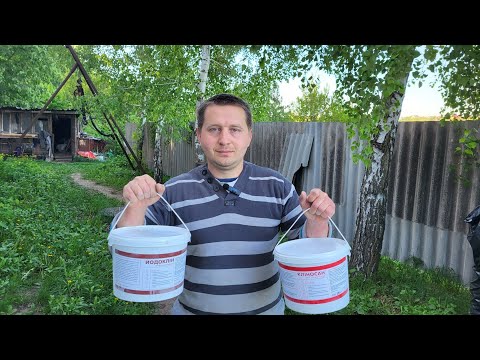 Видео: ‼️ЗВК - Село‼️Дезінфекція приміщення Йодокліном та Кліносаном👍❤️Яка вага теля🐄❓️