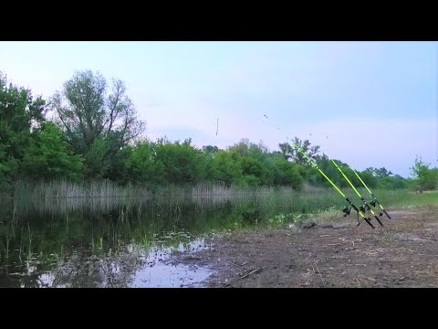 Видео: Ловил карасей... вдруг ОНО ЗАГНУЛО до самой воды!! Рыбалка на сазана, сома с ночёвкой