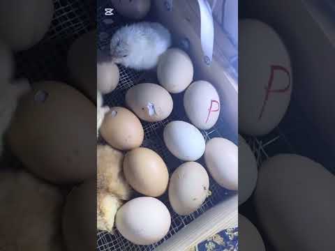 Видео: Бизнес инкубатор 