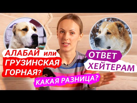 Видео: АЛАБАЙ или ГРУЗИНСКАЯ ГОРНАЯ СОБАКА (НАГАЗИ)? В ЧЕМ РАЗНИЦА? ОТВЕТ ХЕЙТЕРАМ