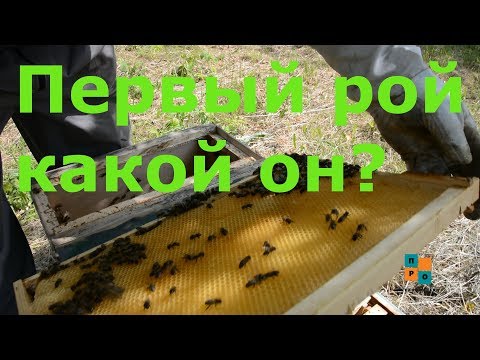 Видео: первый рой в ловушке, какой ОН? Как пересадить рой пчел?