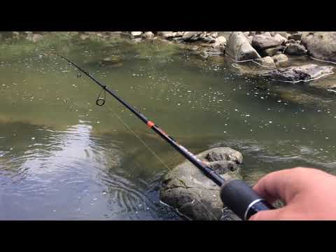 Видео: ЛОВЛЯ ФОРЕЛІ В КАРПАТАХ