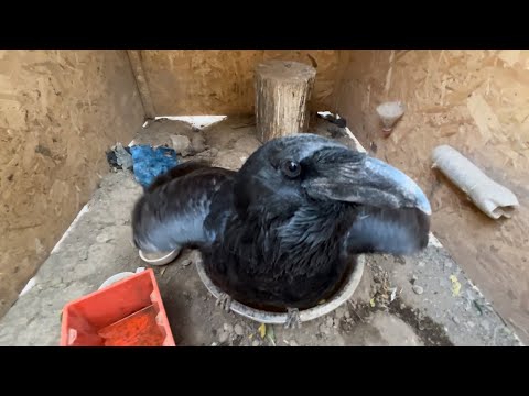 Видео: Сколько мяса съедает Гриша в день (День из жизни ворона) Ворон
