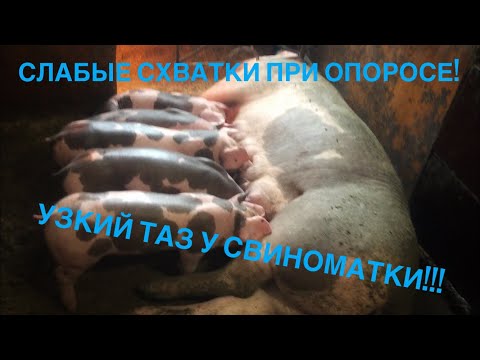 Видео: Узкий таз у свиноматки. Слабые схватки у свиньи.