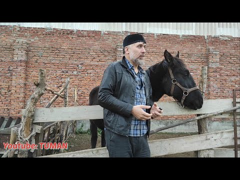 Видео: Как Растянуть сена для Жеребенка, не уменьшая количество.Чем кормою, в Чём кормить, про недоузки.