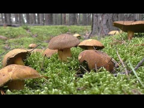 Видео: ЭТО ШОК! ГРИБЫ ПОЛЯНАМИ! ТАКОЕ БЫВАЕТ РЕДКО!