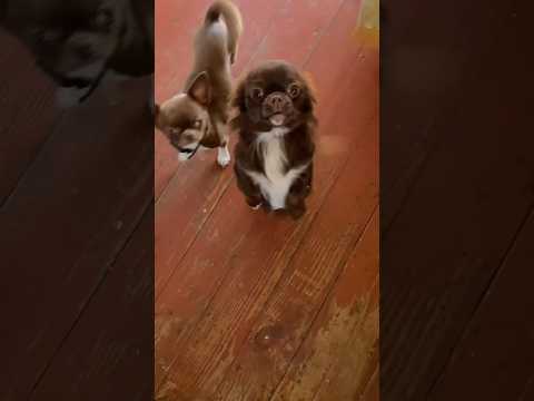 Видео: #chihuahua #еда #чихуахуа