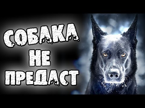 Видео: СТРАШНЫЕ ИСТОРИИ - СОБАКА НЕ ПРЕДАСТ - СТРАШИЛКИ НА НОЧЬ