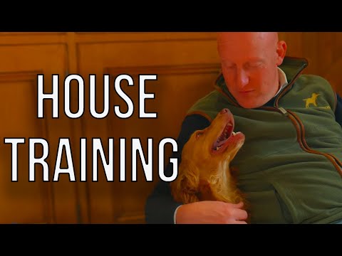 Видео: СОВЕТЫ И РЕКОМЕНДАЦИИ ПО ПРИУЧЕНИЮ ЩЕНКОВ К ДОМАШНЕМУ ДОМУ