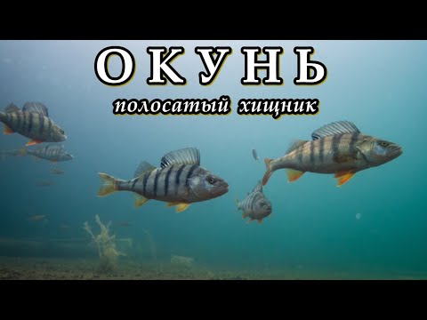 Видео: РЕЧНОЙ ОКУНЬ - Полосатый хищник