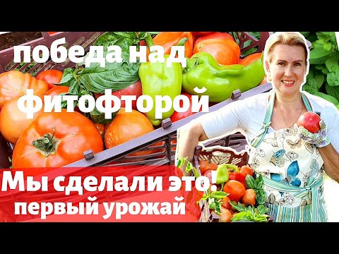 Видео: СТАРАЯ ДАЧА | Наш первый урожай и фитофтора. Теплица через три месяца. №47  В СНТ НА ПМЖ