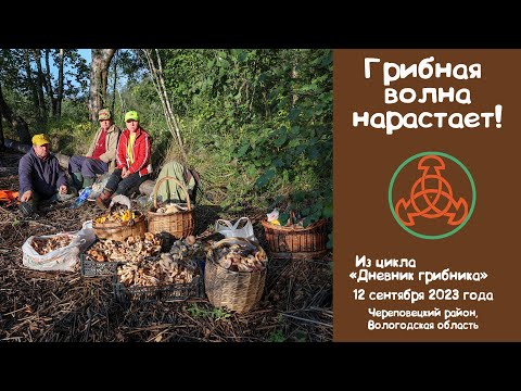 Видео: Грибная волна нарастает! Дневник грибника 12 сентября 2023 года.