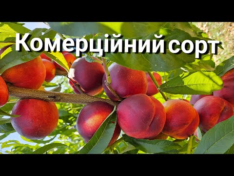 Видео: Товарність.Врожайність.Термін збору.Смак.Нектарин Світ Леді.