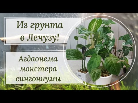 Видео: Пересадка из грунта в домашнюю Лечузу. 🪴Аглаонема, 🪴монстера, 🪴сингониумы.🪴 6.03.23.