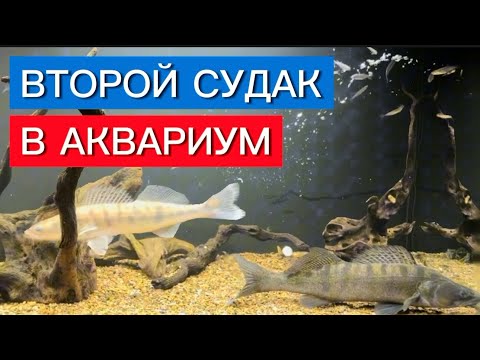 Видео: ВТОРОЙ СУДАК В АКВАРИУМ