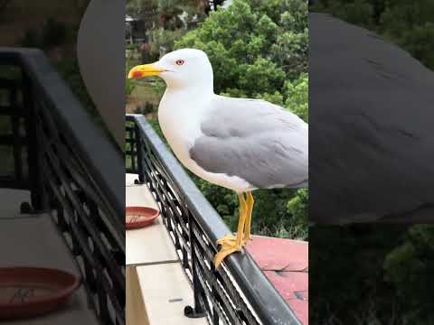 Видео: Болгария🇧🇬Золотые Пески.ЧАЙКИ обнаглели, стучат в окна/🇧🇬Golden Sands.SEAGUlls have become impudent