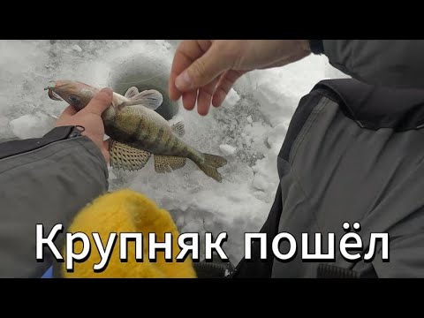 Видео: Заключительная рыбалка на Судака в 2023 году . Волга