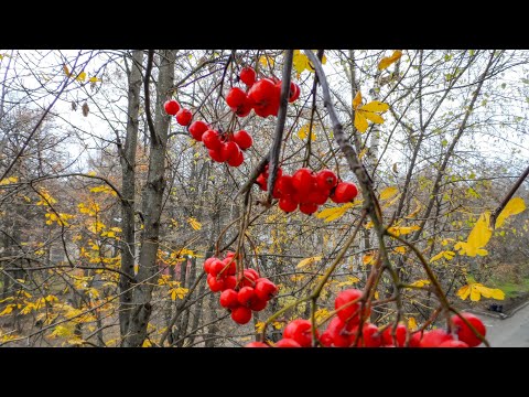 Видео: Осень уходит яркими красками. Чебоксары. 2 ноября 2025