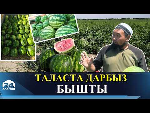 Видео: Таласта дарбыз бышты