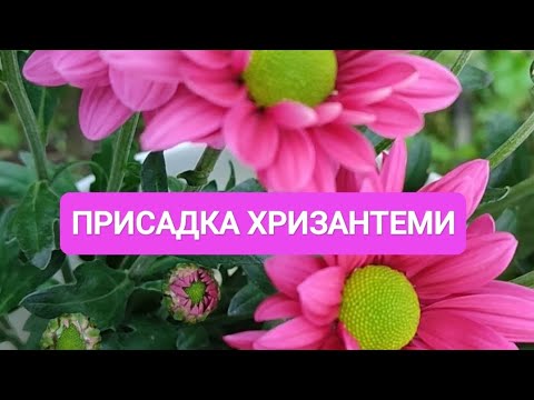 Видео: ПРИСАДКА ХРИЗАНТЕМИ 