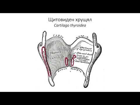 Видео: Гръклян – Larynx. Част 1 (8:42) ┃teoriyata.com