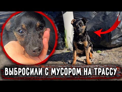 Видео: Маленькую собаку выбросили с мусором на трассу. За что? Не можем поймать. Историю смотреть до конца🙏