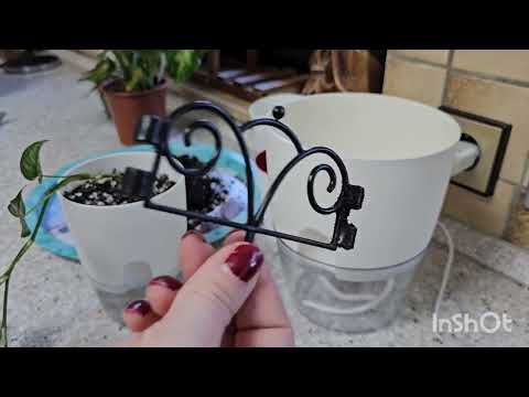 Видео: Пересадка комнатных растений #цветы #влог #растения #
