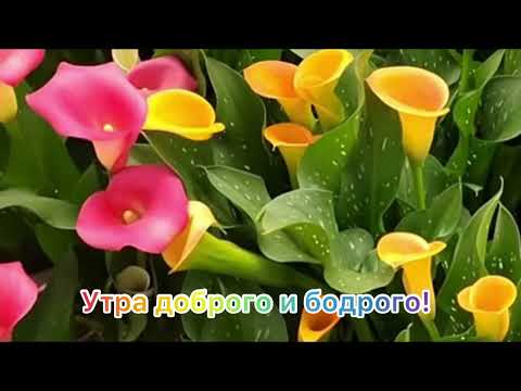 Видео: С🎈🦋добрым🍰☕️утром☀️и🥰хорошего🎁дня!💐