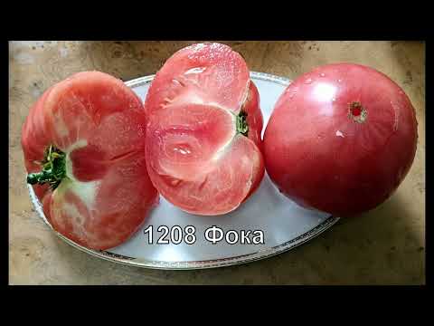 Видео: Мои урожайные томаты  Часть 3