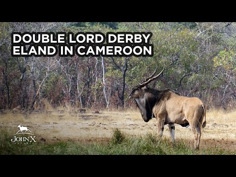 Видео: John X Safaris | Double Lord Derby Eland в Камеруне