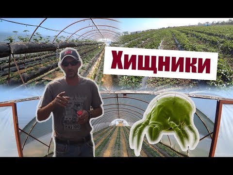 Видео: ХИЩНИКИ. Энтомофаги. Что это такое???