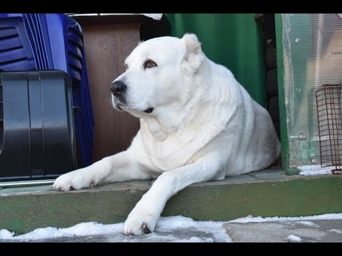 Видео: САО Веда, 6 лет. Жизнь сАбаки-алабаки. Осень-зима 2023-24г.