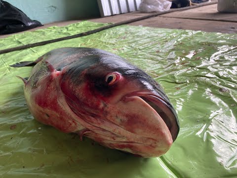 Видео: Рыбалка на сети на реке Амур 2020 год, поймали огромного толстолобика весом 12,5 килограмм, осетр