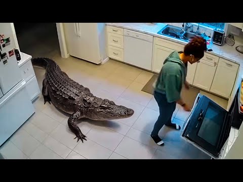 Видео: Случаи Вторжения Диких Животных в Города, Снятые на Камеру