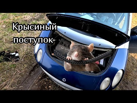 Видео: Smart после крысиного обеда. Запуск Pajero. Обзор Battery Tester BT200.