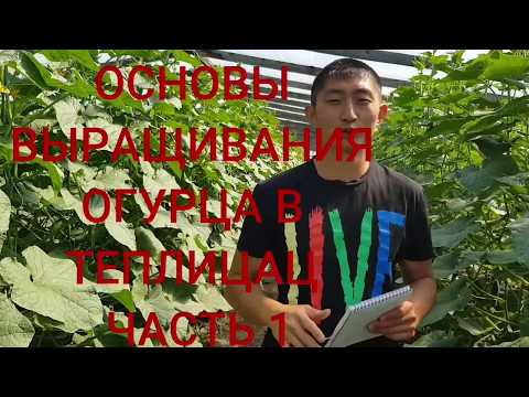 Видео: Основы выращивания ОГУРЦА в теплицах. Часть 1.