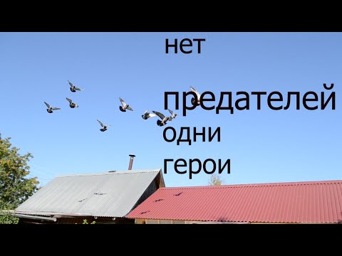 Видео: ОНИ ВОЗВРАЩАЮТСЯ. СОБЫТИЯ, ФАКТЫ,, Тренировка на 100км.Спортивные голуби