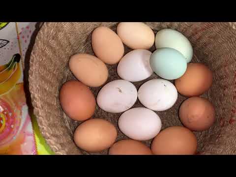 Видео: КАКОЙ ВОЗРАСТ У МОИХ КУР НЕСУШЕК⁉️начинаю добавлять ТРИВИТАМИН В МЕШАНКУ-КУРАМ И ИНДОУТКАМ//27,10,25